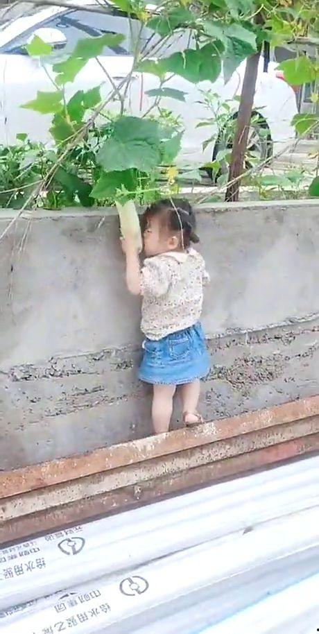 偷瓜吃小孩,一段纯真回忆的甜蜜回味