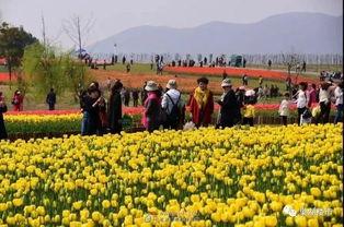 吃瓜郁金香,揭秘花中贵族的神秘魅力