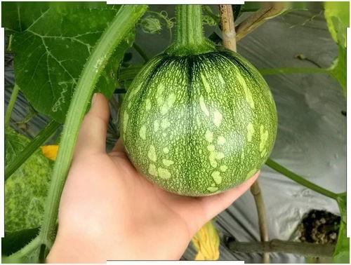 广东蒲瓜怎么吃,家常美味新体验