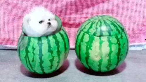 博美吃蜜瓜,萌宠美食新体验