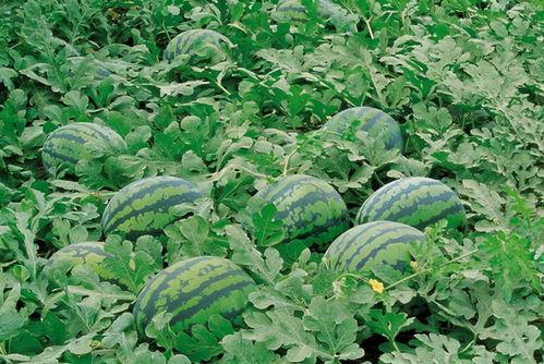 藏区吃瓜群,揭秘高原生活趣味瞬间