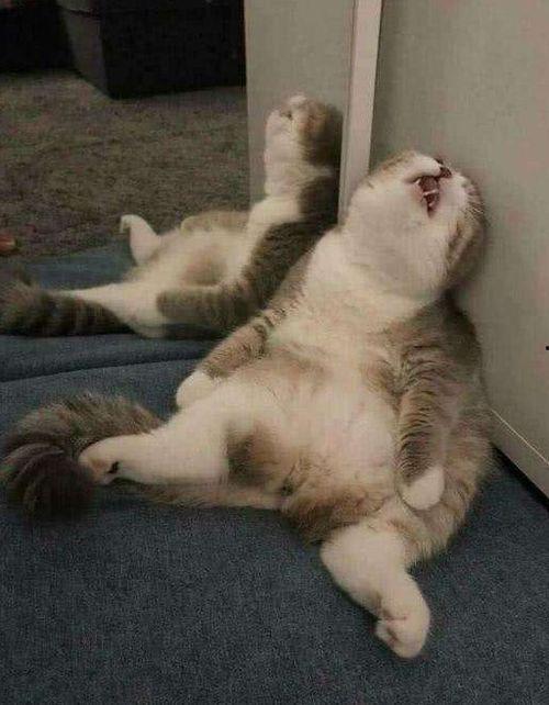 瓜哥带你吃瓜奇葩猫咪