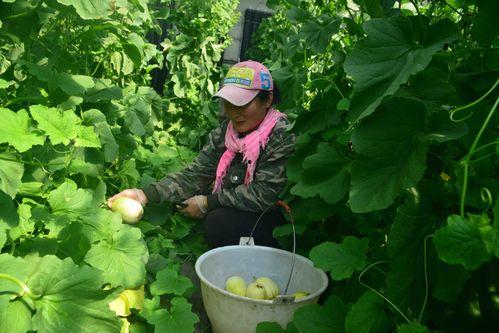 通榆县吃瓜事件,一场引发社会关注的网络风波