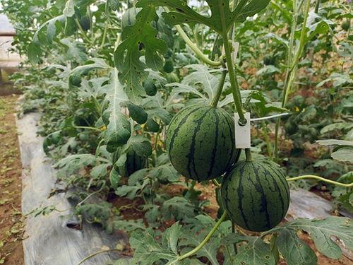 吃瓜怎么比较快,揭秘如何快速成为吃瓜达人