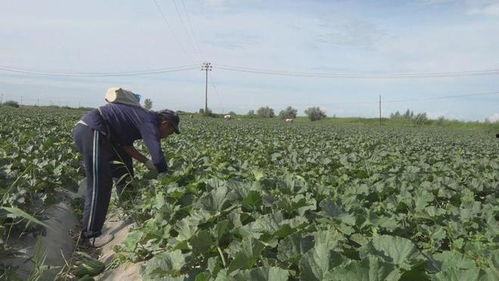 阿勒泰吃瓜事件分析,一场引发社会热议的食品安全风波
