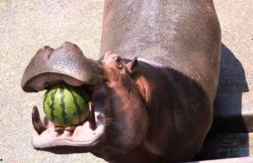 广州河马吃瓜事件视频