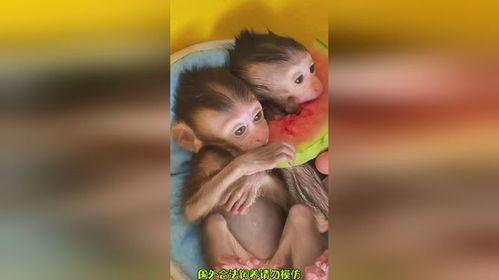 可爱猴子吃瓜图片,可爱小猴子的欢乐食瓜时光
