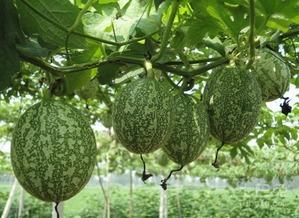 巨大瓜图片吃瓜,揭秘巨型瓜果的奇幻之旅