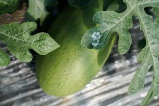 林朝夕吃瓜,揭秘娱乐圈背后的秘密与真相