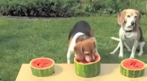 2狗吃瓜路人,路人生涯的酸甜苦辣